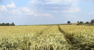 Žemės ūkio naudmenų deklaravimas: ūkininkai raginami nedelsti