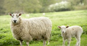 Savanoriškai avių vakcinacijai – 300 tūkst. eurų