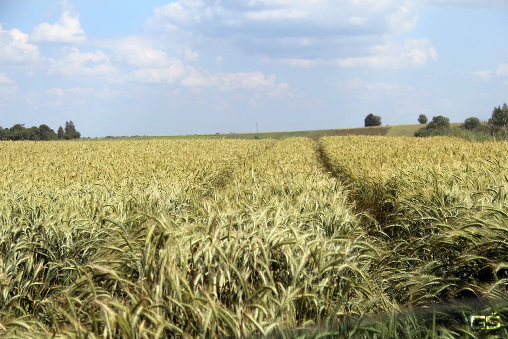 Javų taku