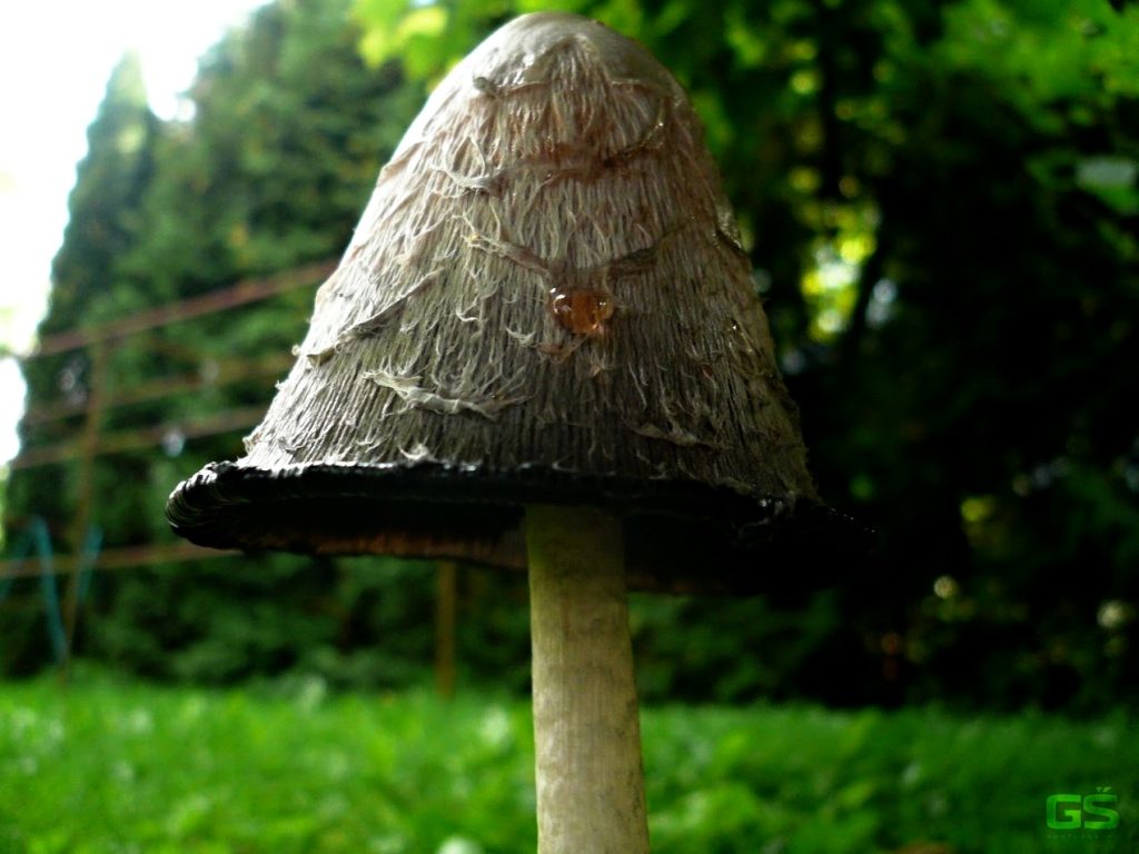 „Skrybėlėtasis“